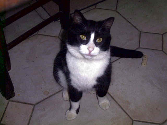 chat1.jpg (78848 octets)