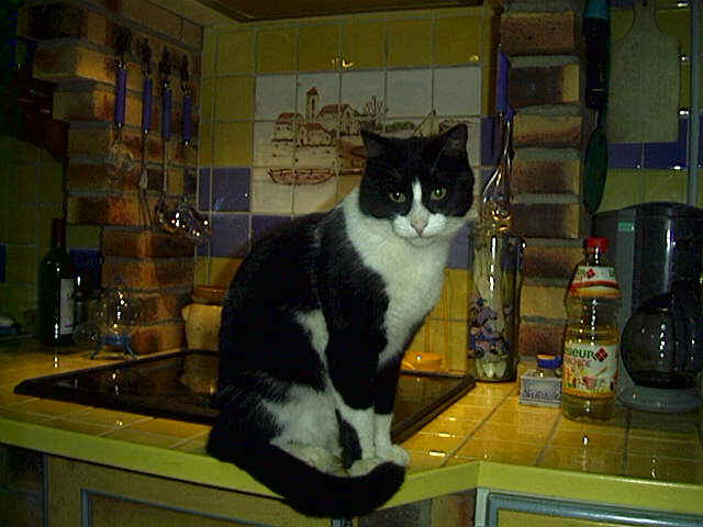 chat2.jpg (80896 octets)