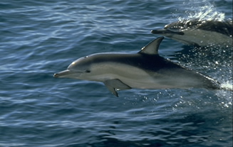dauphinsaut.jpg (38849 octets)