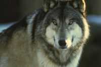 loup1.jpg (3221 octets)
