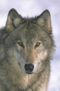 loup2.jpg (5775 octets)