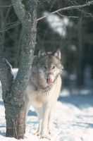 loup5.jpg (3909 octets)