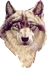 wolf.gif (10967 octets)
