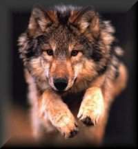 image/wolf01.jpg (6425 octets)